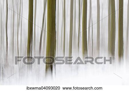 Winter forest, abstract view, Hesse, Germany, Europe View Large Photo Image Stock Image - Winter forest, abstract view, Hesse, Germany, Europe. Fotosearch