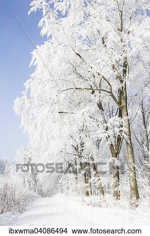 Winter forest, Hesse, Germany, Europe View Large Photo Image Picture - Winter forest, Hesse, Germany, Europe. Fotosearch
