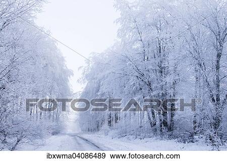 Winter forest, Hesse, Germany, Europe View Large Photo Image Stock Photo - Winter forest, Hesse, Germany, Europe. Fotosearch