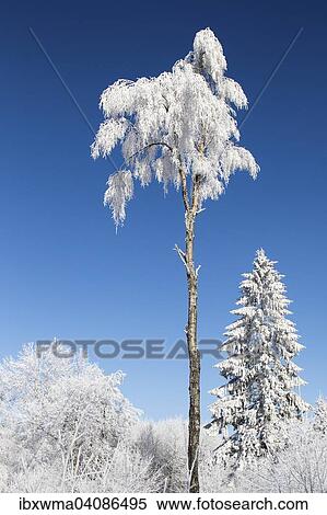 Winter forest, Hesse, Germany, Europe View Large Photo Image Stock Photography - Winter forest, Hesse, Germany, Europe. Fotosearch