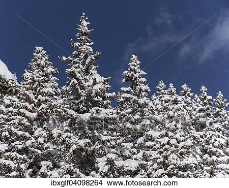 Winter forest, Venet, Zams, Tyrol, Austria, Europe View Large Photo Image Picture - Winter forest, Venet, Zams, Tyrol, Austria, Europe. Fotosearch