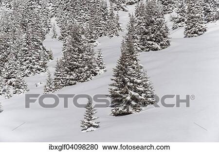 Winter forest, Venet, Zams, Tyrol, Austria, Europe View Large Photo Image Stock Image - Winter forest, Venet, Zams, Tyrol, Austria, Europe. Fotosearch