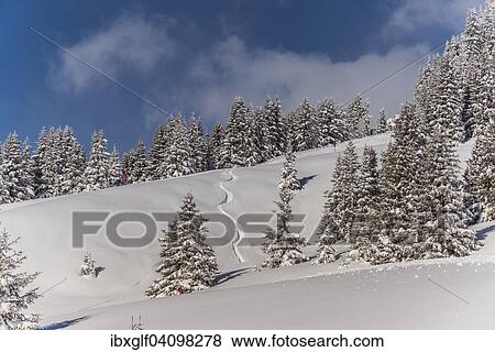 Winter forest, Venet, Zams, Tyrol, Austria, Europe View Large Photo Image Stock Photo - Winter forest, Venet, Zams, Tyrol, Austria, Europe. Fotosearch