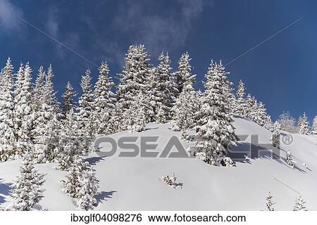 Stock Photograph - Winter forest, Venet, Zams, Tyrol, Austria, Europe. Fotosearch