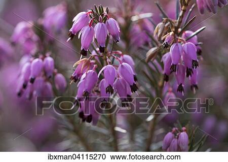 stock photography of winter