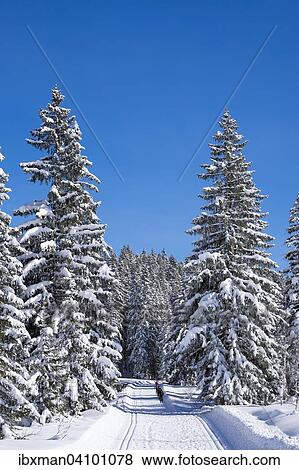 Stock Photo - Winter hiking and cross-country ski trail near the Winklmoosalm, Chiemgau Alps, Upper Bavaria, Bavaria, Germany, Salzburg State, Austria, Europe. Fotosearch