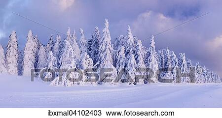 Winter landscape, snow-covered fir trees, evening light, Schauinsland, Black Forest, Baden-Wurttemberg, Germany, Europe View Large Photo Image Stock Image - Winter landscape, snow-covered fir trees, evening light, Schauinsland, Black Forest, Baden-Wurttemberg, Germany, Europe. Fotosearch
