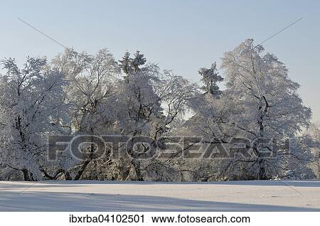 Stock Image - Winter landscape, snowy trees, Kahler Asten, North Rhine-Westphalia, Germany, Europe. Fotosearch