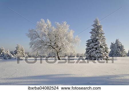 Winter landscape, trees covered with snow and rime frost, Kahler Asten, North Rhine-Westphalia, Germany, Europe View Large Photo Image Picture - Winter landscape, trees covered with snow and rime frost, Kahler Asten, North Rhine-Westphalia, Germany, Europe. Fotosearch
