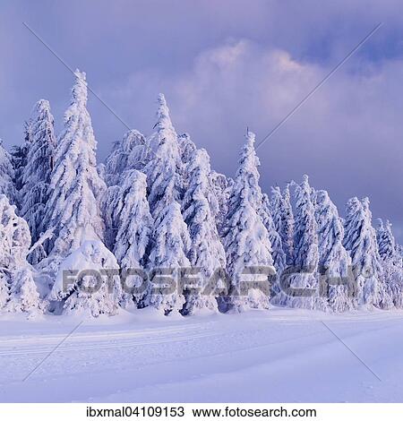 Stock Image - Winter landscape with snowy pine trees at sunset, Schauinsland, Black Forest, Baden-Wuerttemberg, Germany, Europe. Fotosearch