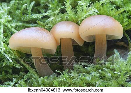 Winter Mushrooms or Enoki Mushrooms (Flammulina velutipes), Emsland, Lower Saxony, Germany, Europe View Large Photo Image Stock Image - Winter Mushrooms or Enoki Mushrooms (Flammulina velutipes), Emsland, Lower Saxony, Germany, Europe. Fotosearch