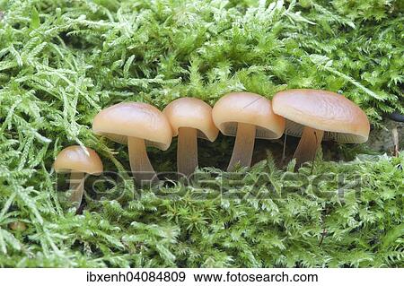 Winter Mushrooms or Enoki Mushrooms (Flammulina velutipes), Emsland, Lower Saxony, Germany, Europe View Large Photo Image Stock Photo - Winter Mushrooms or Enoki Mushrooms (Flammulina velutipes), Emsland, Lower Saxony, Germany, Europe. Fotosearch