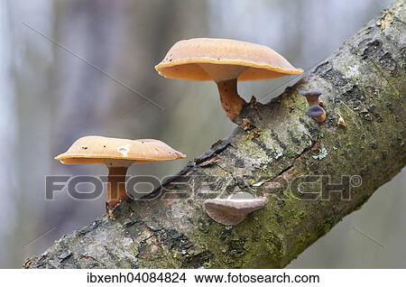 Winter Polypore (Polyporus brumalis), Emsland, Lower Saxony, Germany, Europe View Large Photo Image Picture - Winter Polypore (Polyporus brumalis), Emsland, Lower Saxony, Germany, Europe. Fotosearch