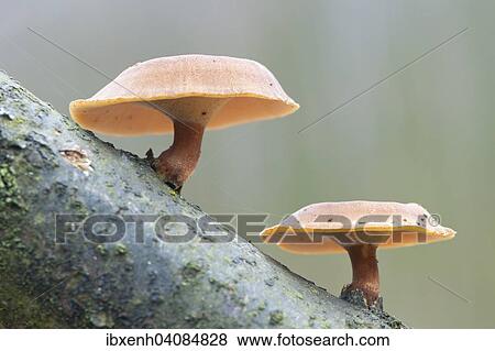 Winter Polypore (Polyporus brumalis), Emsland, Lower Saxony, Germany, Europe View Large Photo Image Stock Photo - Winter Polypore (Polyporus brumalis), Emsland, Lower Saxony, Germany, Europe. Fotosearch