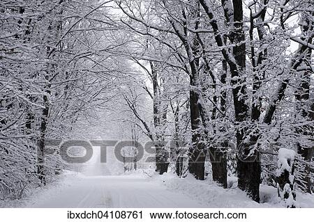 Stock Image - Winter storm, snow covered trees in soft grey light, Eastern Townships, Ville de Lac Brome, Town of Brome Lake, Quebec, Canada, North America. Fotosearch