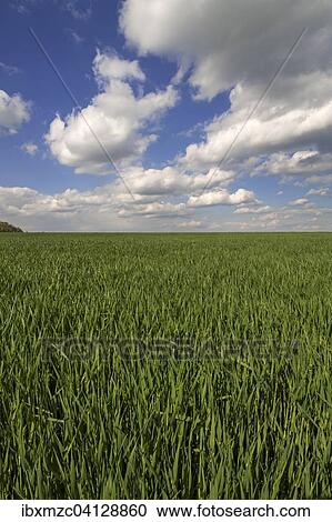 Winter wheat (Triticum), young, growing, with cloudy sky, Franconia, Bavaria, Germany, Europe View Large Photo Image Stock Image - Winter wheat (Triticum), young, growing, with cloudy sky, Franconia, Bavaria, Germany, Europe. Fotosearch