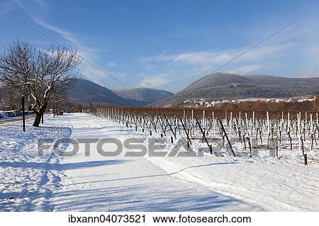 Wintry landscape, German Wine Route, also Southern Wine Road, the Palatinate Forest at the back, Southern Palatinate, Palatinate, Rhineland-Palatinate, Germany, Europe View Large Photo Image Stock Image - Wintry landscape, German Wine Route, also Southern Wine Road, the Palatinate Forest at the back, Southern Palatinate, Palatinate, Rhineland-Palatinate, Germany, Europe. Fotosearch
