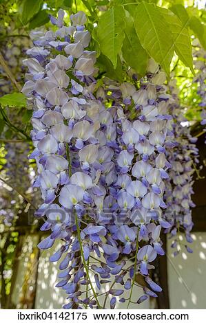 Stock Photography - Wistaria (Wisteria). Fotosearch