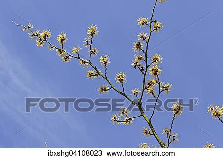 Stock Image - Witch-hazel (Hamamelis), Blankenese, Hamburg, Germany, Europe. Fotosearch