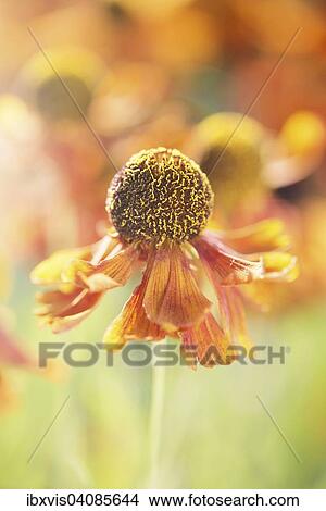 Withered flower, Sweden, Europe View Large Photo Image Picture - Withered flower, Sweden, Europe. Fotosearch