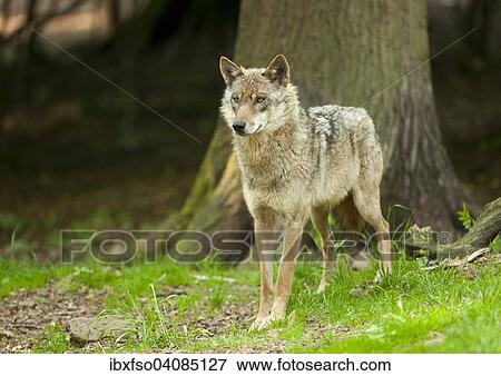 Wolf (Canis lupus), captive, Lower Saxony, Germany, Europe View Large Photo Image Stock Photo - Wolf (Canis lupus), captive, Lower Saxony, Germany, Europe. Fotosearch