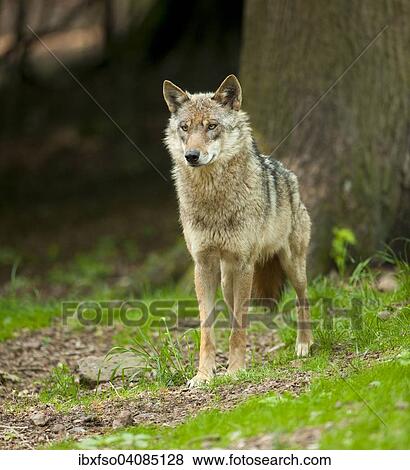 Wolf (Canis lupus), captive, Lower Saxony, Germany, Europe View Large Photo Image Stock Photo - Wolf (Canis lupus), captive, Lower Saxony, Germany, Europe. Fotosearch