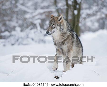 Wolf (Canis lupus) in the snow, captive, Bavaria, Germany, Europe View Large Photo Image Stock Photograph - Wolf (Canis lupus) in the snow, captive, Bavaria, Germany, Europe. Fotosearch
