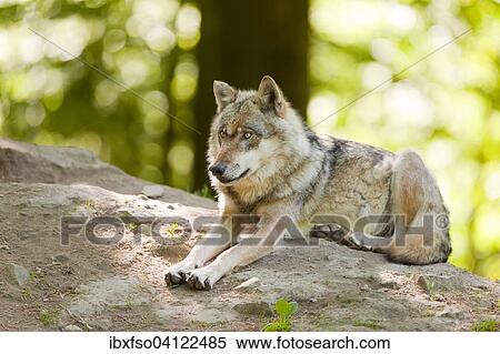 Wolf (Canis lupus) lying on a mound, captive, Lower Saxony, Germany, Europe View Large Photo Image Stock Photography - Wolf (Canis lupus) lying on a mound, captive, Lower Saxony, Germany, Europe. Fotosearch