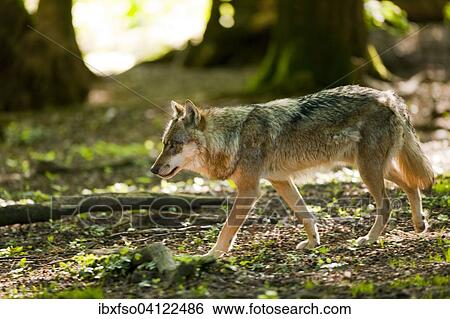 Wolf (Canis lupus) walking in a forest, captive, Lower Saxony, Germany, Europe View Large Photo Image Stock Photograph - Wolf (Canis lupus) walking in a forest, captive, Lower Saxony, Germany, Europe. Fotosearch