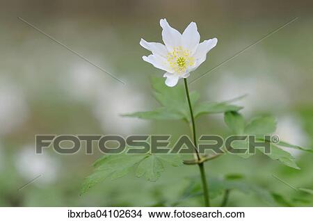 Wood Anemone (Anemone nemorosa), North Rhine-Westphalia, Germany, Europe View Large Photo Image Picture - Wood Anemone (Anemone nemorosa), North Rhine-Westphalia, Germany, Europe. Fotosearch