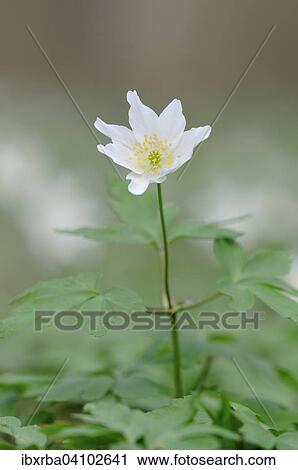 Wood Anemone (Anemone nemorosa), North Rhine-Westphalia, Germany, Europe View Large Photo Image Stock Image - Wood Anemone (Anemone nemorosa), North Rhine-Westphalia, Germany, Europe. Fotosearch