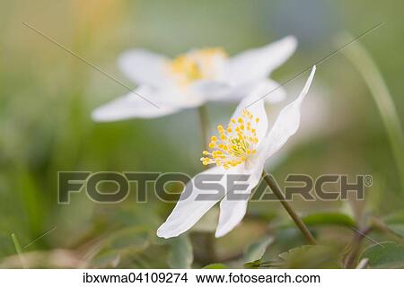 Picture - Wood Anemone (Anemone nemorosa), Germany, Europe. Fotosearch