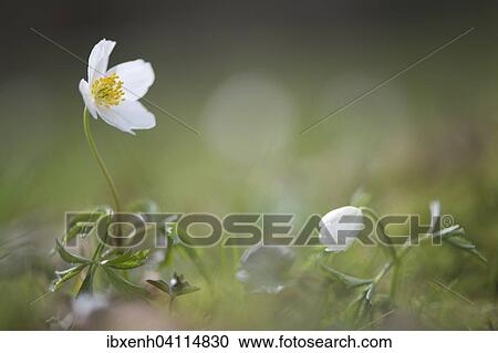 Wood anemone (Anemone nemorosa), Emsland, Lower Saxony, Germany, Europe View Large Photo Image Stock Image - Wood anemone (Anemone nemorosa), Emsland, Lower Saxony, Germany, Europe. Fotosearch