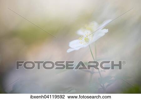 Stock Image - Wood anemone (Anemone nemorosa), Emsland, Lower Saxony, Germany, Europe. Fotosearch
