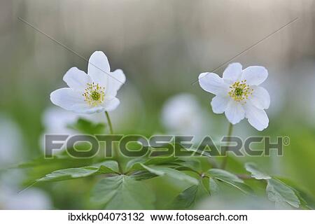 Wood Anemone (Anemone nemorosa), Saxony, Germany, Europe View Large Photo Image Stock Image - Wood Anemone (Anemone nemorosa), Saxony, Germany, Europe. Fotosearch