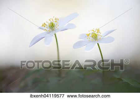 Wood anemone (Anemone nemorosa), Emsland, Lower Saxony, Germany, Europe View Large Photo Image Stock Photo - Wood anemone (Anemone nemorosa), Emsland, Lower Saxony, Germany, Europe. Fotosearch