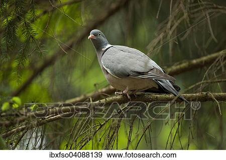 Wood Pigeon (Columba palumbus), Saxony, Germany, Europe View Large Photo Image Stock Photo - Wood Pigeon (Columba palumbus), Saxony, Germany, Europe. Fotosearch
