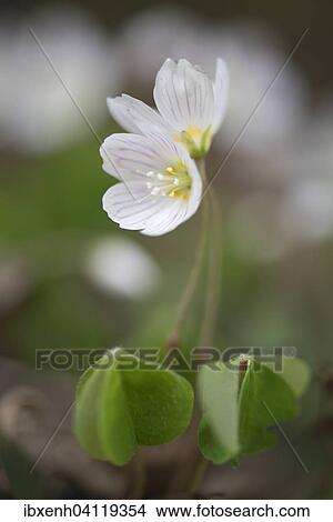 Wood Sorrel (Oxalis acetosella), Emsland, Lower Saxony, Germany, Europe View Large Photo Image Picture - Wood Sorrel (Oxalis acetosella), Emsland, Lower Saxony, Germany, Europe. Fotosearch