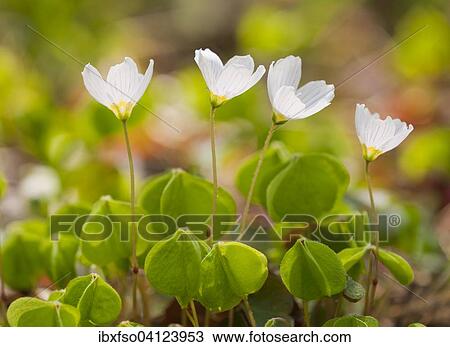 Wood Sorrel (Oxalis acetosella), flowering, Lower Saxony, Germany, Europe View Large Photo Image Stock Image - Wood Sorrel (Oxalis acetosella), flowering, Lower Saxony, Germany, Europe. Fotosearch