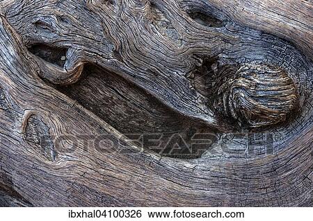 Wood structure of a dead Camel thorn tree (Vachellia erioloba), Namibia, Africa View Large Photo Image Stock Photograph - Wood structure of a dead Camel thorn tree (Vachellia erioloba), Namibia, Africa. Fotosearch