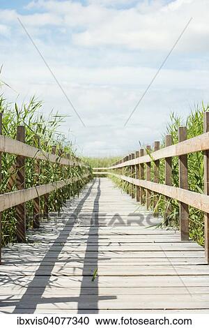 Wooden boardwalk surrounded by reed in summertime, Lake Takern, Sweden, Europe View Large Photo Image Stock Image - Wooden boardwalk surrounded by reed in summertime, Lake Takern, Sweden, Europe. Fotosearch