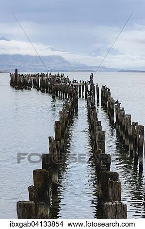 Wooden pier pillars, Puerto Natales, Patagonia, Chile, South America View Large Photo Image Picture - Wooden pier pillars, Puerto Natales, Patagonia, Chile, South America. Fotosearch