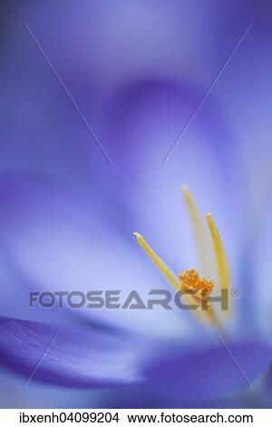 Picture - Woodland crocus (Crocus tommasinianus), Emsland, Lower Saxony, Germany, Europe. Fotosearch
