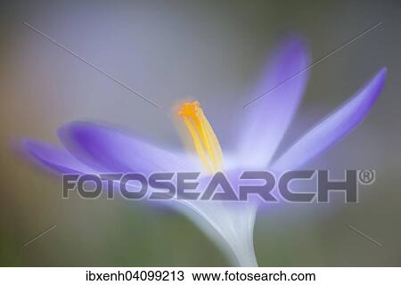 Stock Image - Woodland crocus (Crocus tommasinianus), Emsland, Lower Saxony, Germany, Europe. Fotosearch
