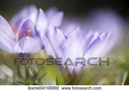 Woodland crocus (Crocus tommasinianus), Germany, Europe View Large Photo Image Stock Image - Woodland crocus (Crocus tommasinianus), Germany, Europe. Fotosearch