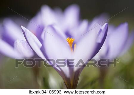Woodland crocus (Crocus tommasinianus), Germany, Europe View Large Photo Image Stock Image - Woodland crocus (Crocus tommasinianus), Germany, Europe. Fotosearch