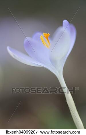 Woodland crocus (Crocus tommasinianus), Emsland, Lower Saxony, Germany, Europe View Large Photo Image Stock Photo - Woodland crocus (Crocus tommasinianus), Emsland, Lower Saxony, Germany, Europe. Fotosearch