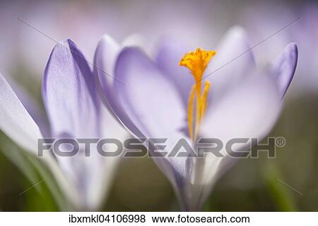 Stock Photo - Woodland crocus (Crocus tommasinianus), Germany, Europe. Fotosearch