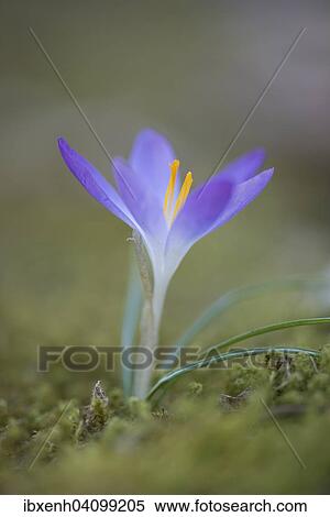 Stock Photography - Woodland crocus (Crocus tommasinianus), Emsland, Lower Saxony, Germany, Europe. Fotosearch
