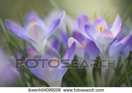 Woodland crocuses (Crocus tommasinianus), Emsland, Lower Saxony, Germany, Europe View Large Photo Image Stock Photo - Woodland crocuses (Crocus tommasinianus), Emsland, Lower Saxony, Germany, Europe. Fotosearch